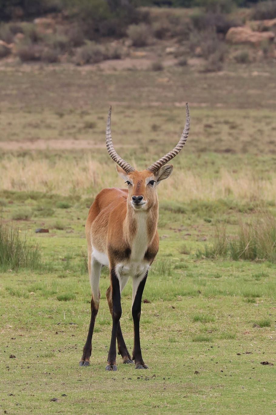 lechwee, marsh antelope, antelope, africa, botswana, safari, horns, wilderness, horn, moor antelope