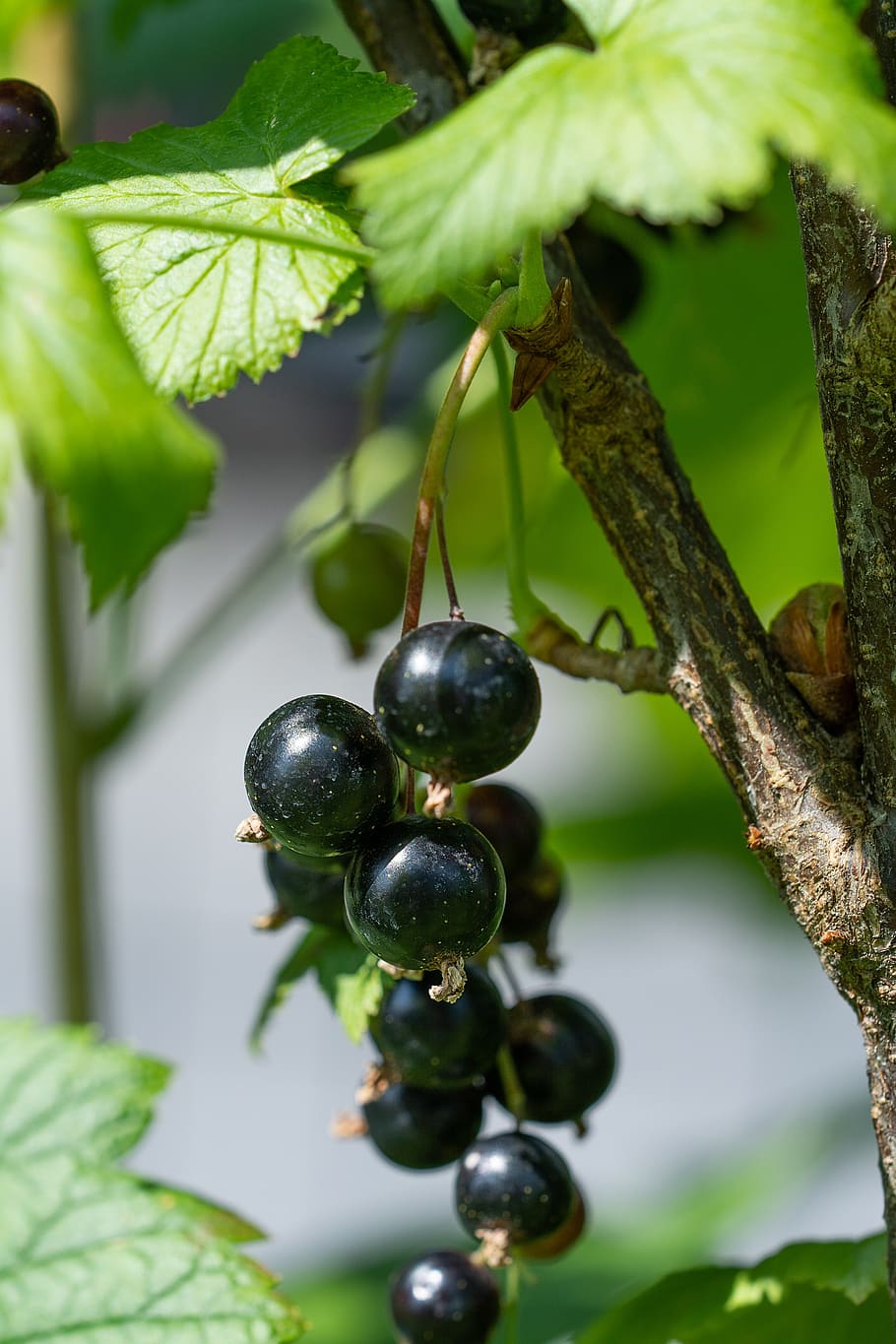 johannsi berries, black, black currants, currant, black currant, garden, in the garden, berries, black berries, soft fruit