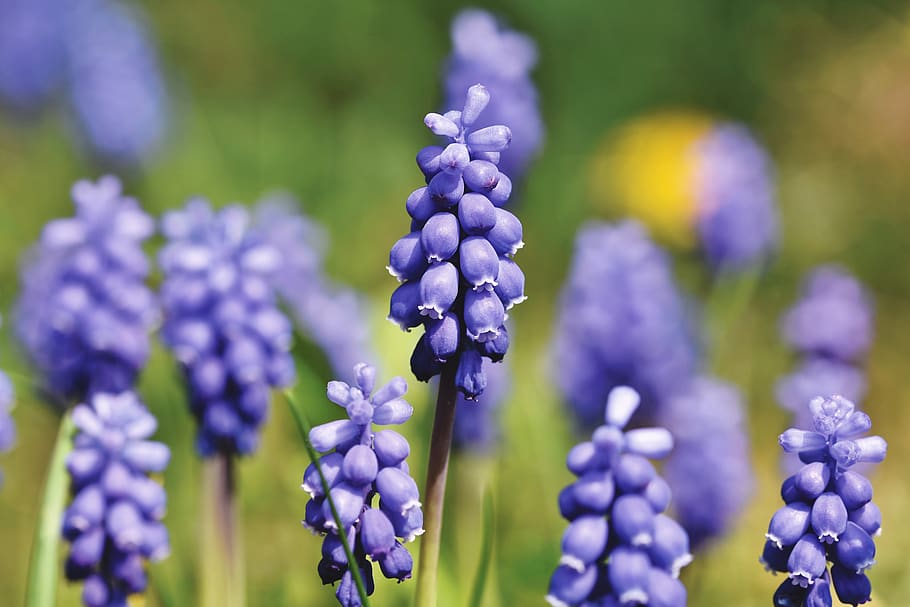 jacinto, muscari, azul, flor de primavera, flor puntiaguda, planta de jardín, flor, jardín, naturaleza, flora