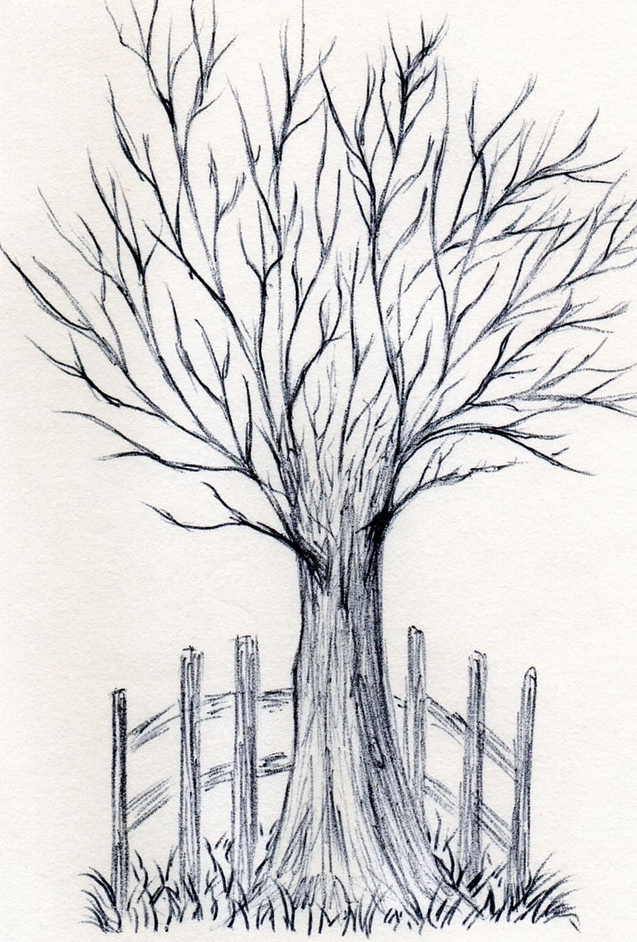 tree, art, drawn, pen, drawing, artwork, plant, bare tree, branch, nature
