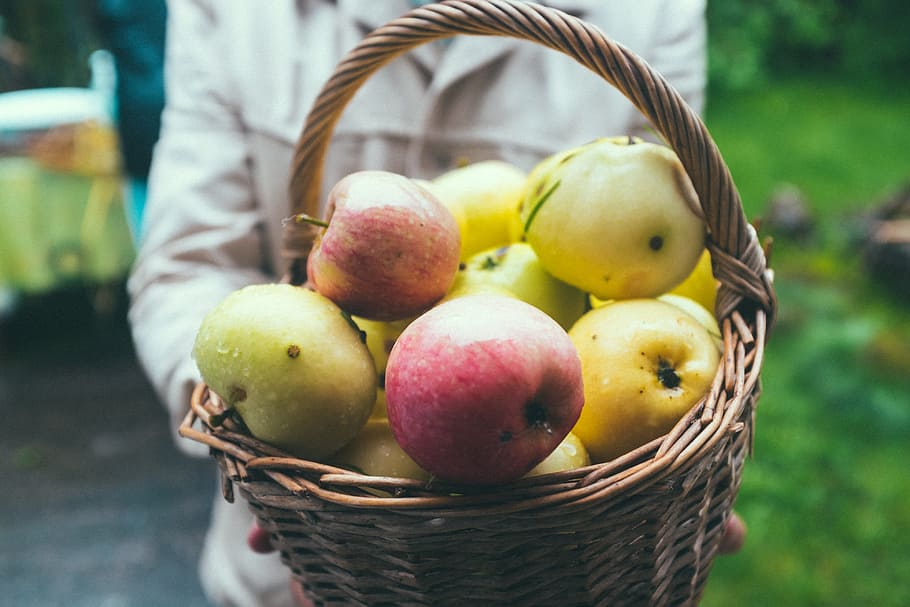 maçãs na cesta, agricultura, maçã, maçãs, outono, cesta, colheita, delicioso, fazenda, agricultor