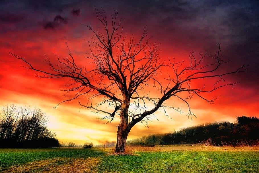 árbol, puesta de sol, paisaje, amanecer, naturaleza, silueta, cielo, panorama, dramático, campo
