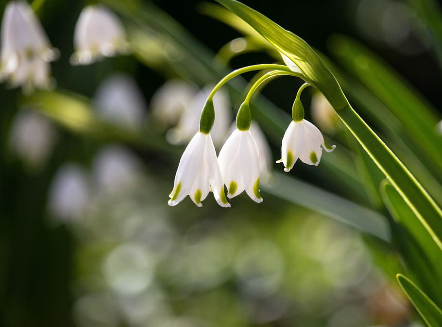 lily of the valley, flower, plant, ornamental plant, flora, nature, spring, bloom, blossom, white