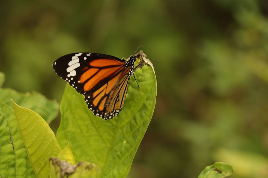 mariposa vuela lejos, colorido, verde, naranja, negro, blanco, pequeños insectos, wow, fauna animal, un animal