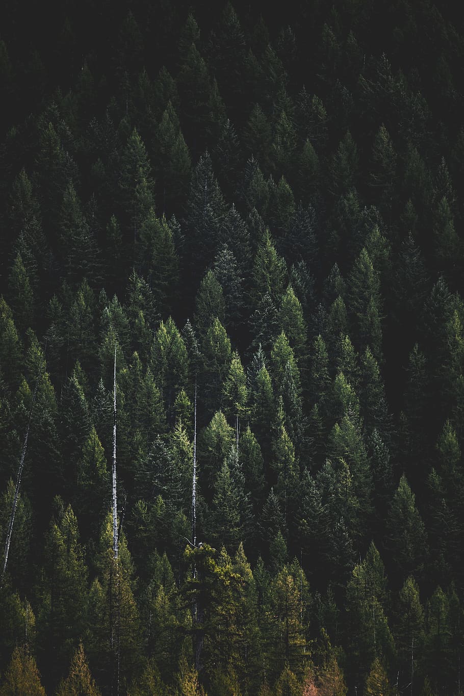 trees, wallpaper, forest, nature, earth, green, tree, plant, growth, green color
