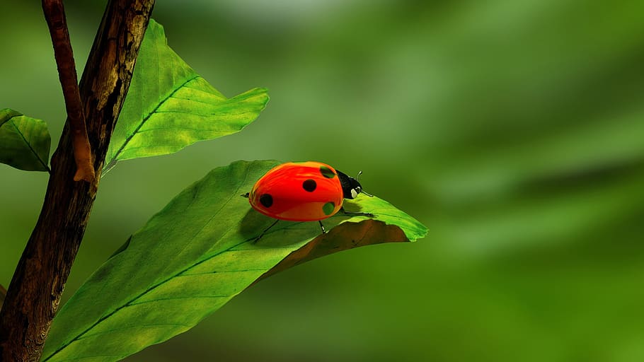 ladybird, ladybug, insect, bug, leaf, green, white, red, branch, cool wallpaper