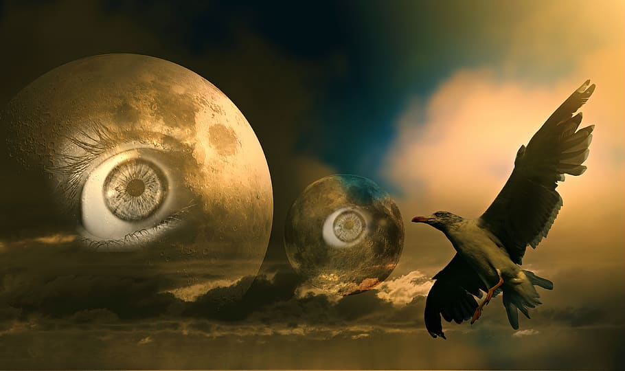 moon, eye, bird, skies, fantasy, science fiction, mysterious, creepy, animals in the wild, animal wildlife