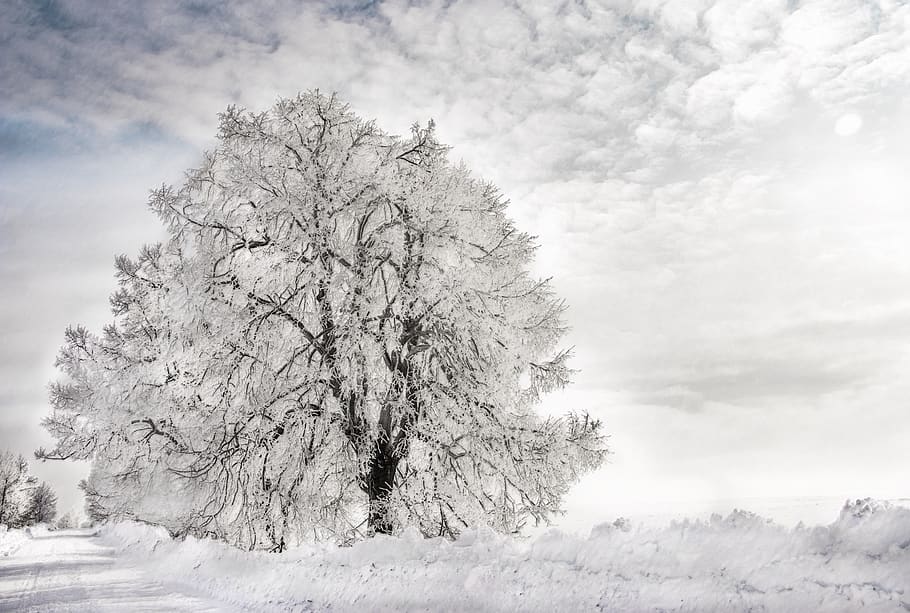 musim dingin, kayu, salju, dingin, alam, bersalju, putih, langit, suasana hati, sangat dingin