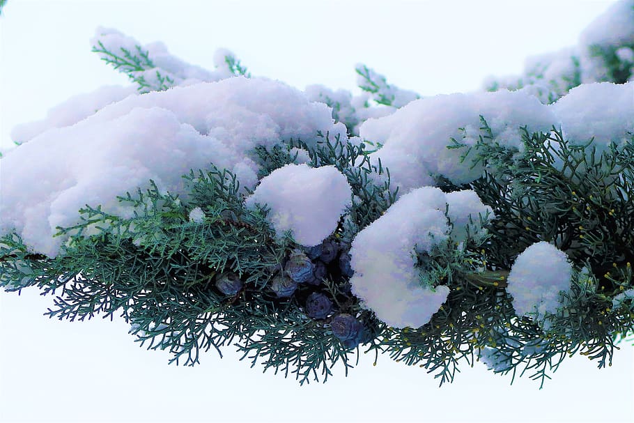 snow, winter, white, cold, branch, pine, juniper, nature, trees, plant