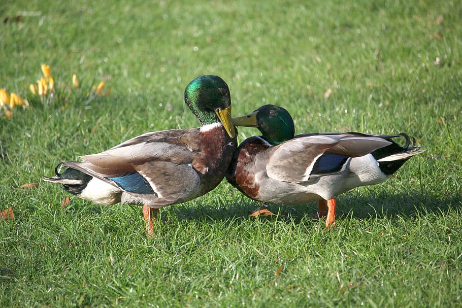 ducks, argue, fight, waterfowl, spring, park, nature, close up, season, rush