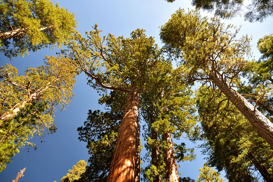 sequóias, califórnia, árvores, árvore, madeira, planta, céu, vista de ângulo baixo, crescimento, beleza da natureza