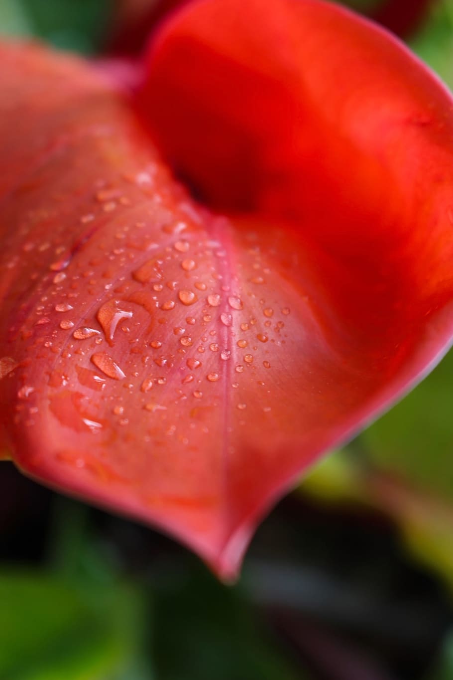 gotas de água, vermelho, folha de planta, folha, agua, gotas, chuva, gota de chuva, enrolar, natureza