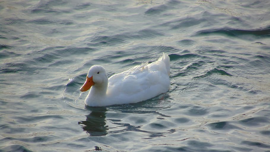 swan, animal, lake, water, blue, nature, bird, white, swim, feather