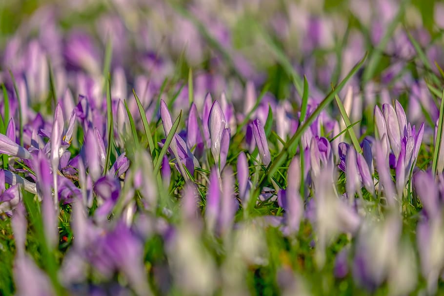 crocus, spring, flowers, bloom, meadow, nature, purple, white, violet, early bloomer