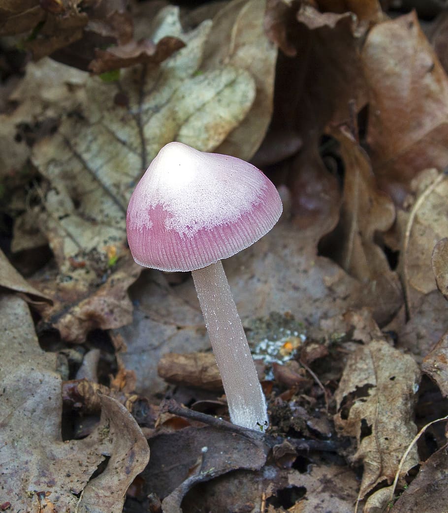 pink bonnet, mushroom, toadstool, nature, forest, toxic, mushrooms, poison, fungus, cap