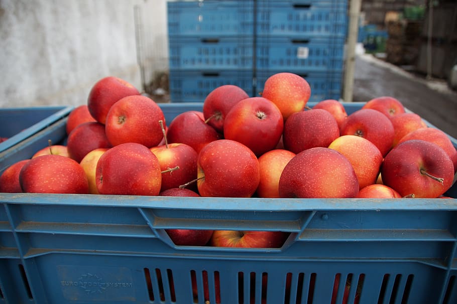 apel, merah, dijual, krat, set, dipanen, pertanian, buah, disimpan, gudang