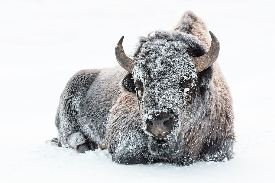 bisonte, búfalo, nieve, invierno, frío, viento, americano, animal, mamífero, pradera