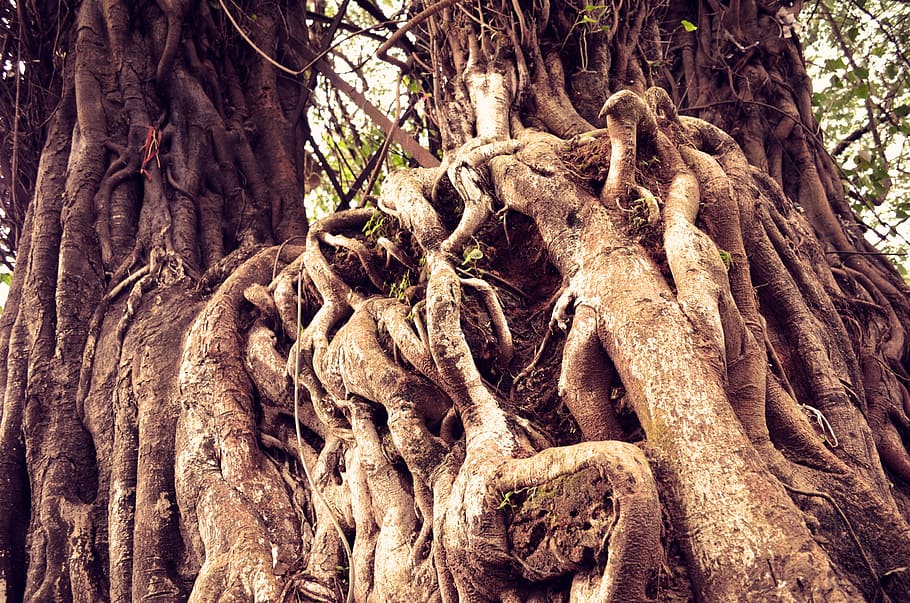 tree roots, nature, trunk, tree, tree trunk, plant, growth, root, forest, plant part