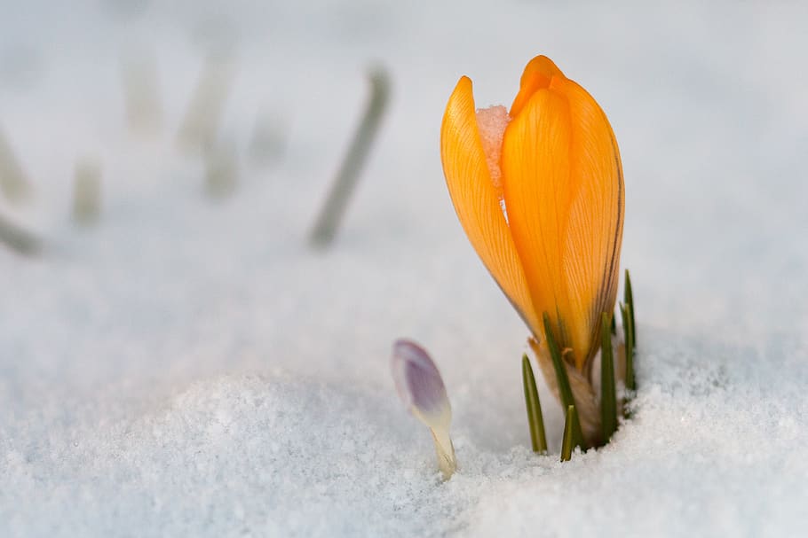 nature, snow, winter, flower, season, cold, frost, small, crocus, spring
