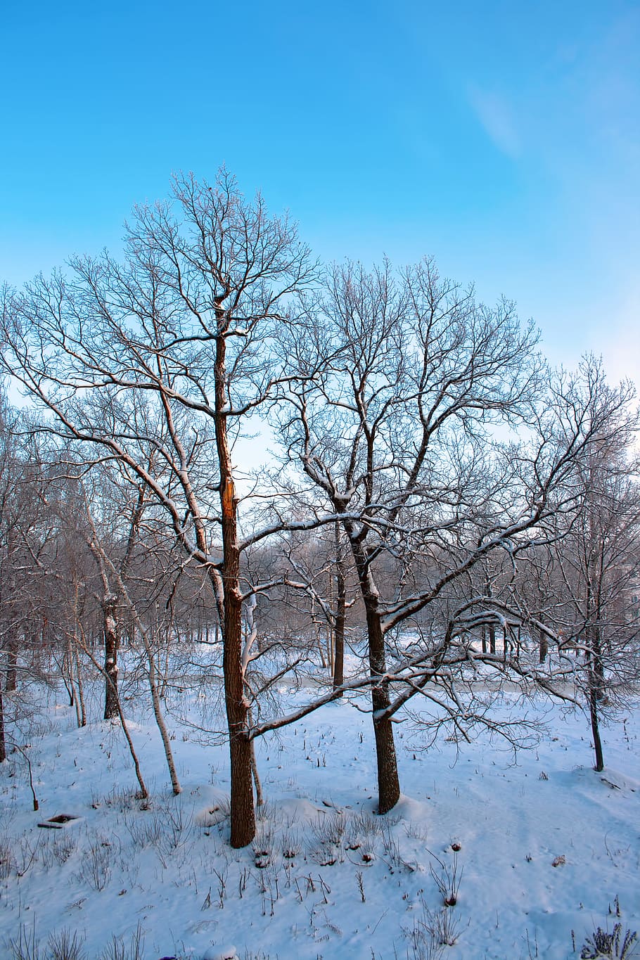 tree, winter, wintertime, outdoor, cold, park, white, day, bright, december
