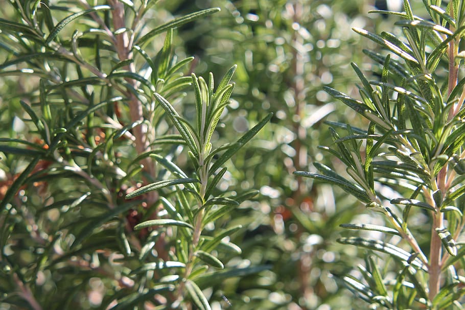 rosemary, plant, herbs, spices, green, fresh, nature, mediterranean, growth, green color