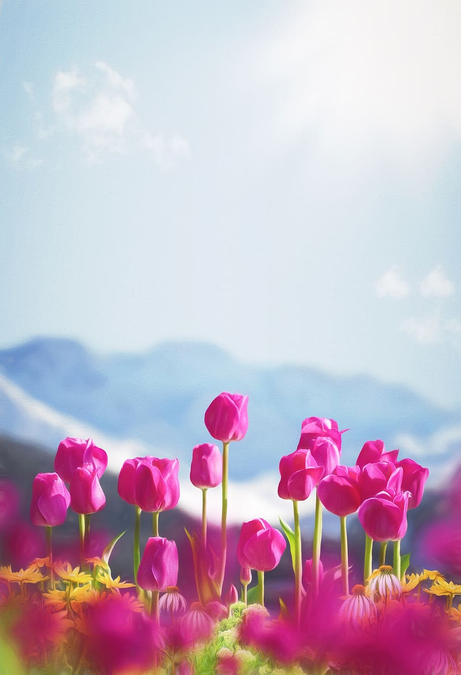 spring, flowers, tulips, phone wallpaper, flower, flowering plant, beauty in nature, plant, freshness, sky