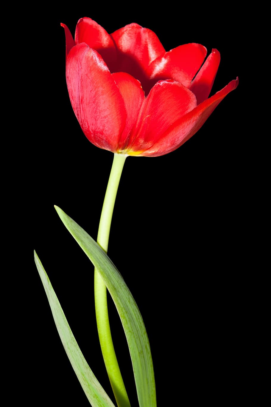 tulipán, color, colorido, flora, uno, flor, verde, imagen, hoja, natural