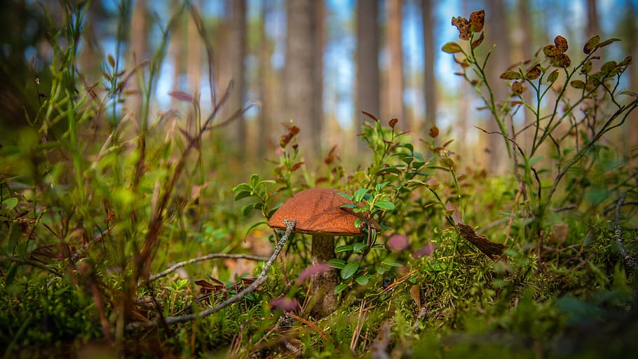 mushroom, forest, autumn, orange-cap boletus, blueberry, pine, landscape, plant, growth, land