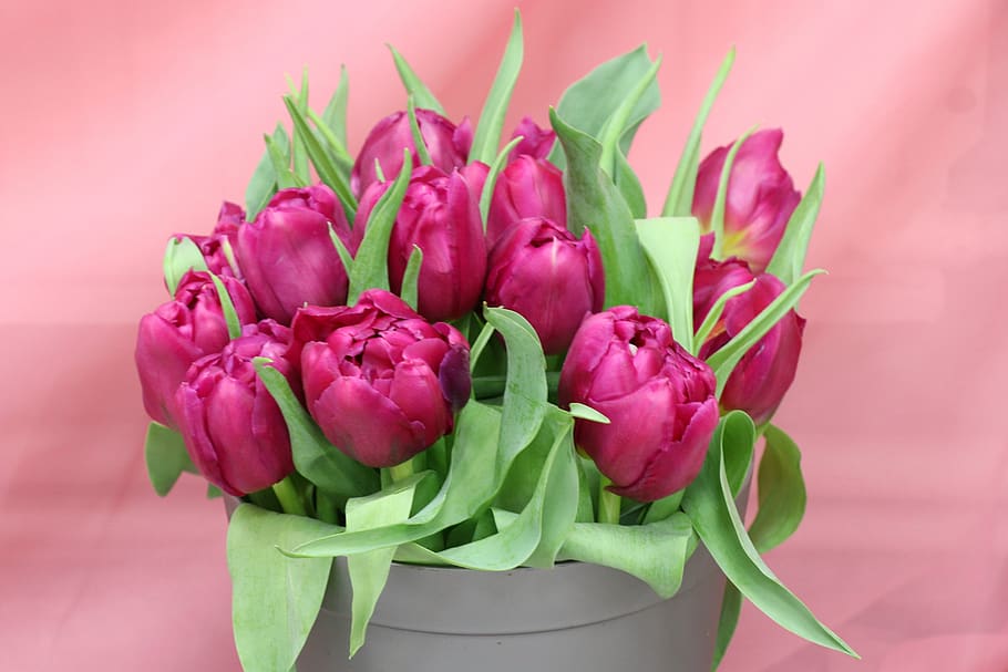 tulip, buket, ungu, pink, musim semi, mekar, bunga, alam, warna, liburan
