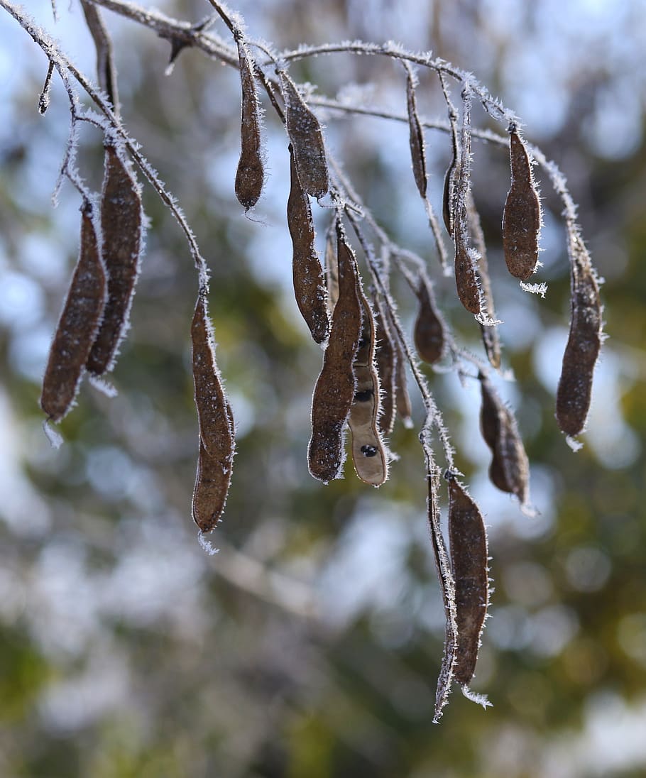 vaina, congelado, casey, invierno, frío, hielo, nieve, centrarse en primer plano, primer plano, sauce