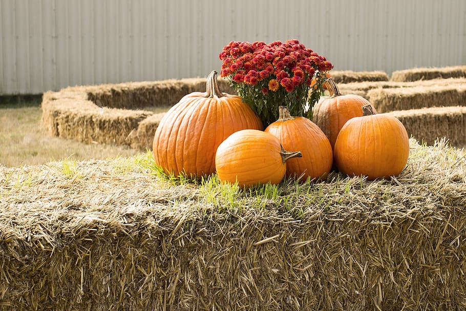 pumpkins, display, agriculture, harvest, fall, autumn, farm, seasonal, vegetable, season