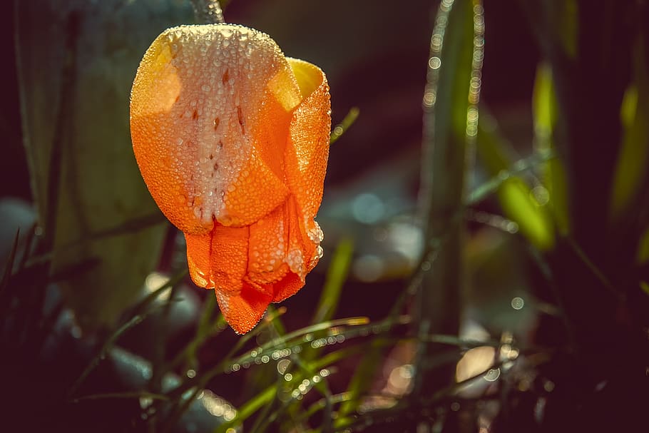 tulipa, fechado, flor, gota de chuva, plantar, flora, pétala, laranja amarelo, brilhante, primavera