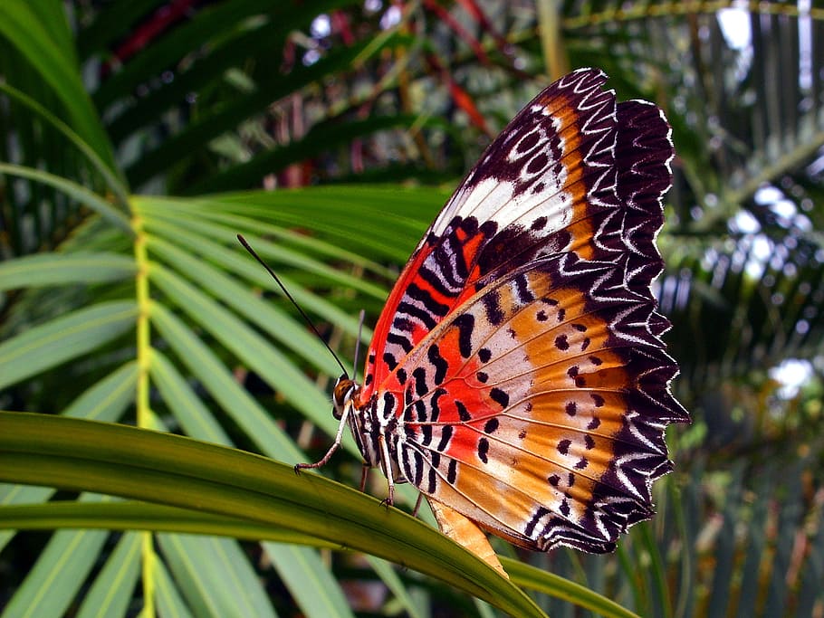 oranye, kupu-kupu lacewing, -, cethosia penthesilea, utara, thailand, oranye lacewing, kupu-kupu, tropis, thai