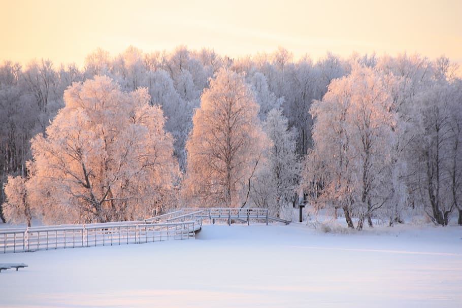 salju, lapland, musim dingin, sinar matahari, suhu dingin, pohon, tanaman, ketenangan, scenics - alam, keindahan di alam