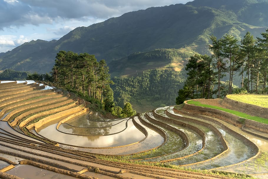 season, pour water, transplanted rice, minority, field, rice, terraces, blind stretch comb, natural, full color