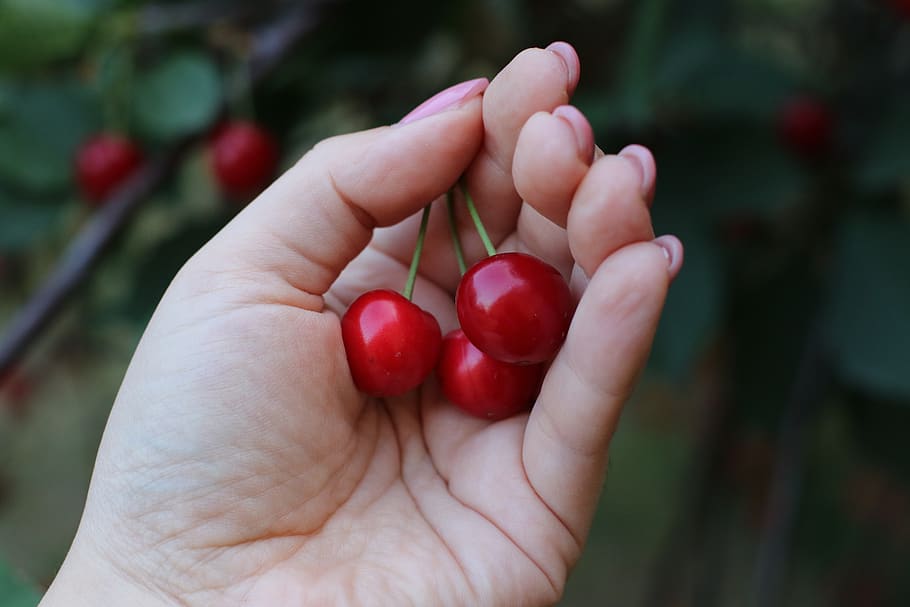 cherries, fruit, cherry, red, nature, eating, sweet, health, leaf, nutrition