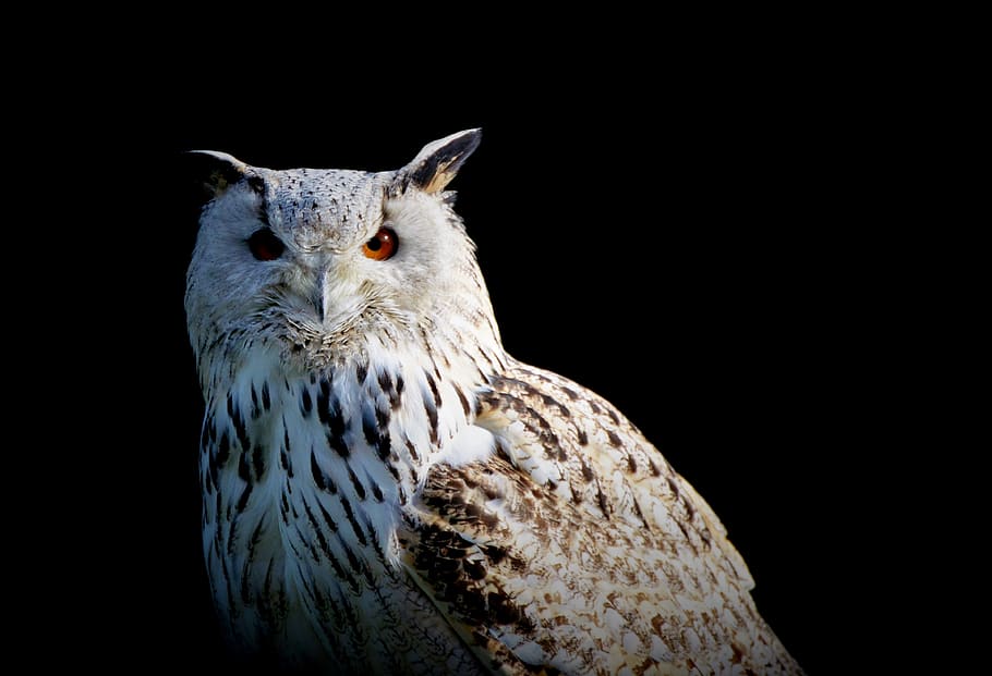 snowy owl, owl, raptor, bird, nocturnal, white, bird of prey, falconry, wildpark poing, animal themes