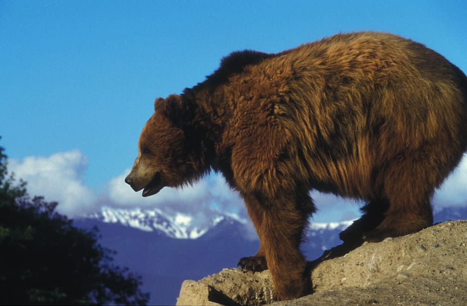 grizzly, bear, animal, brown, nature, giant, animal themes, one animal, animal wildlife, mammal