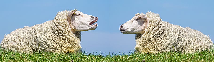 sheep, communication, discuss, dispute, talk, cheeky, talks, discussion, argue, funny
