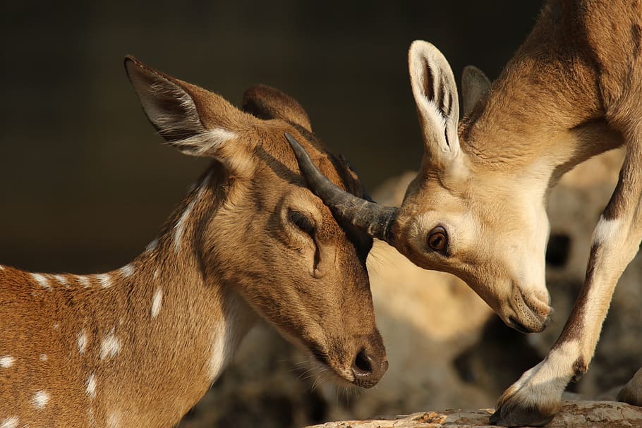 deer, gazelle, rubbing, heads, affection, animal, animal themes, mammal, animal wildlife, group of animals