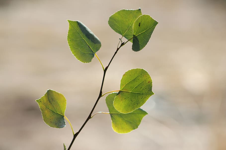 aspen, foliage, branch, tree, leaves, plant part, leaf, green color, focus on foreground, close-up