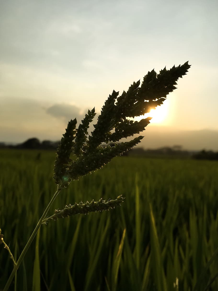 Campo de arroz, Pôr do sol, Hora de ouro, Luz, Grama, fazenda, sn, folha, natureza, planta