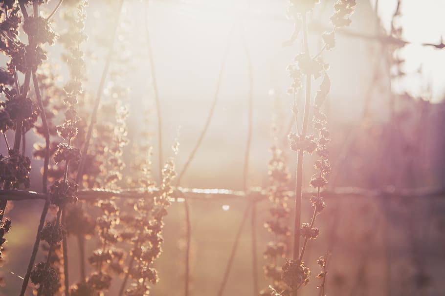 brown, flare, flowers, pink, plants, sunset, yellow, nature, sunlight, plant
