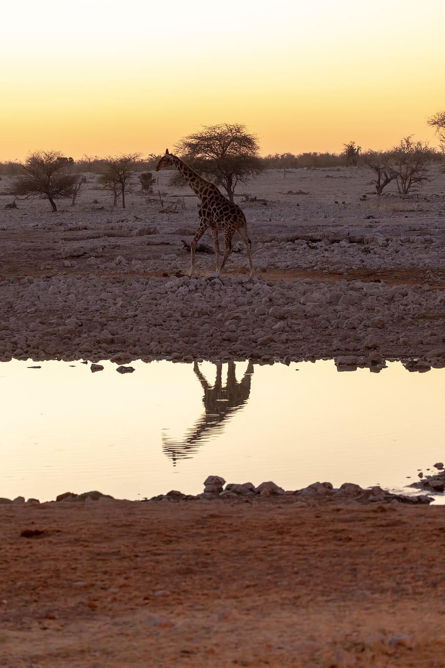 giraffe, water hole, evening, sunset, mirroring, africa, nature, safari, water, animal world