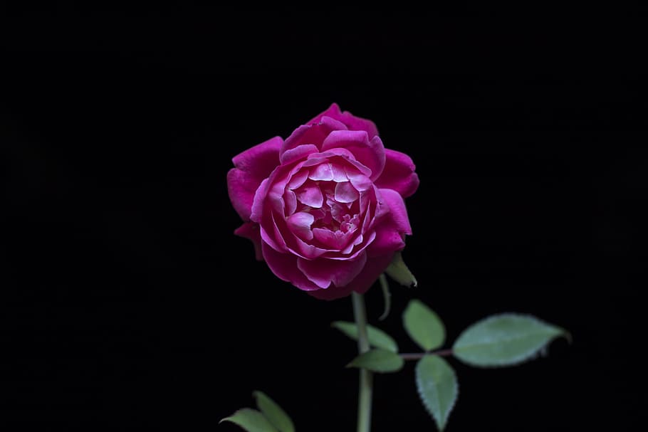 dark, pink, rose, flower, green, leaf, plant,nature, blur, flowering plant, freshness