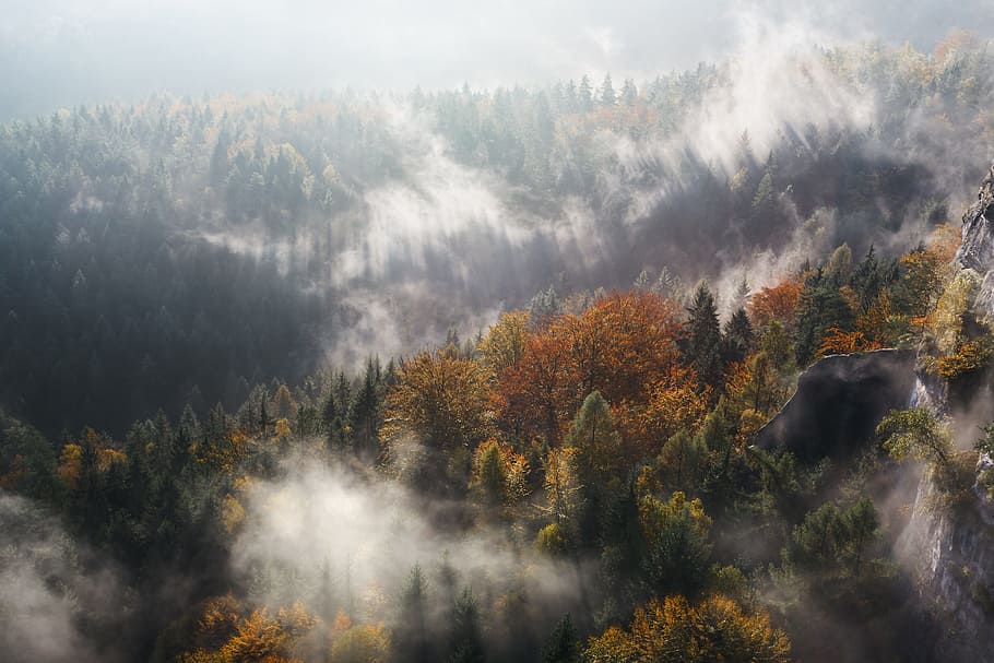 nature, landscape, trees, forest, woods, fog, autumn, fall, summer, tree