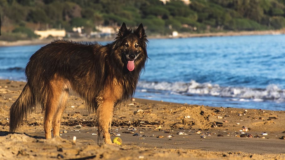 anjing, jenis besar, hewan peliharaan, hewan, di pantai, pantai, anjing bermain, budaya Prancis, riviera Perancis, provence