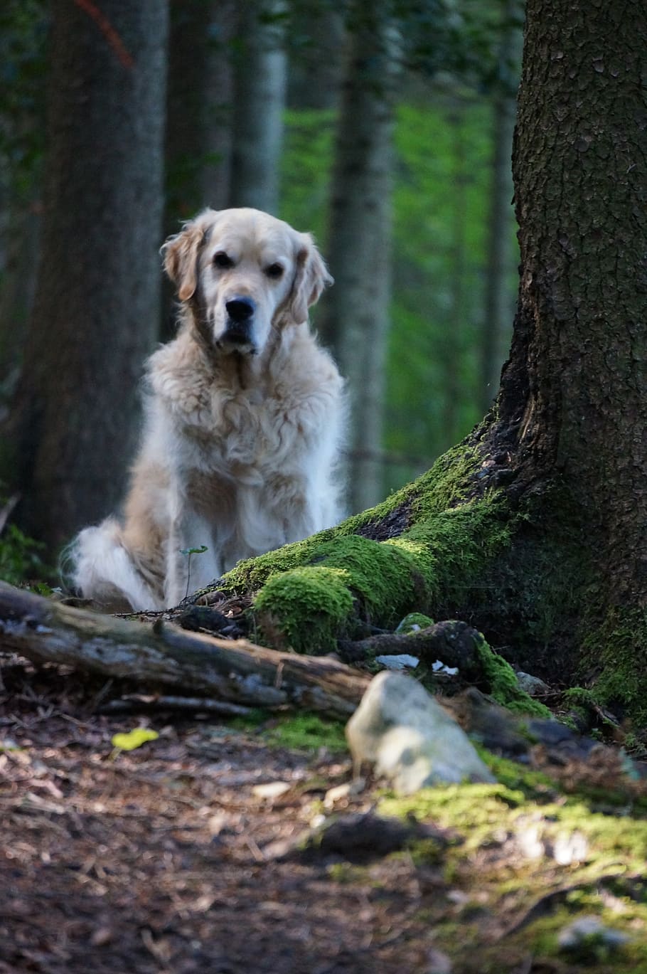 perro, bosque, golden retriever, mascota, mejor amigo del hombre, canino, pasear al perro, lindo, retriever, beige