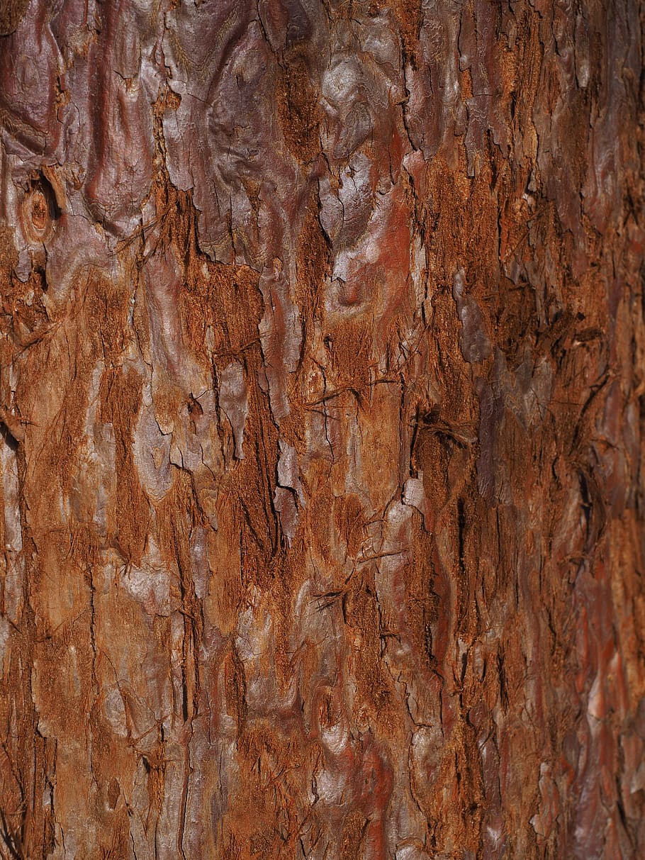corteza de árbol de secoya, corteza, mamut baumborke, tribu, secoya, fondos, fotograma completo, patrón, texturado, primer plano