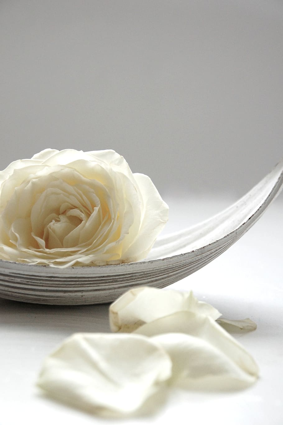 rose, white, still life, blossom, bloom, white roses, flower, way of the roses, wedding, bouquet